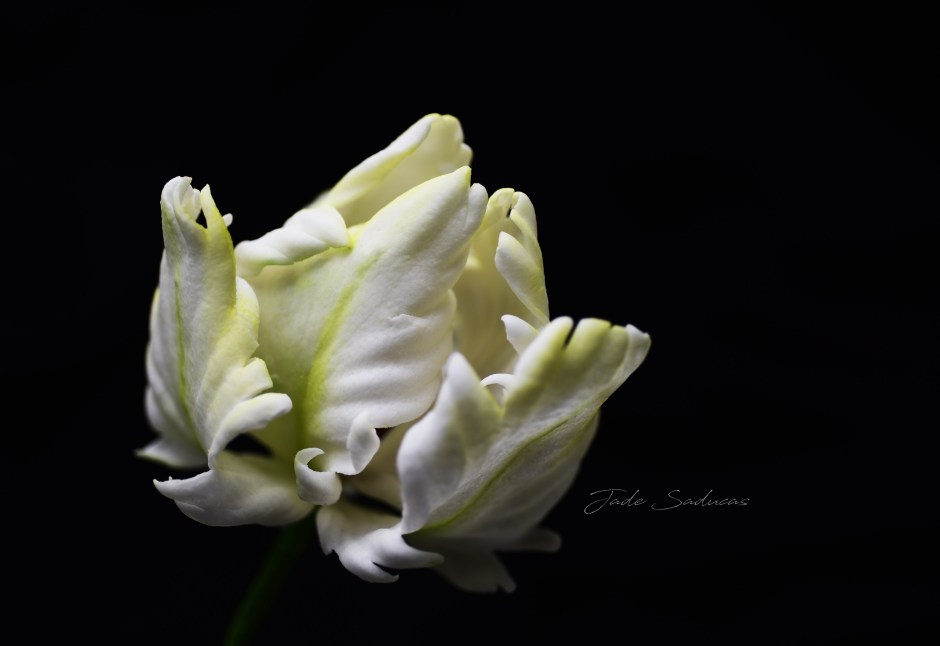 DSC_4729 WHITE TULIPEDwm