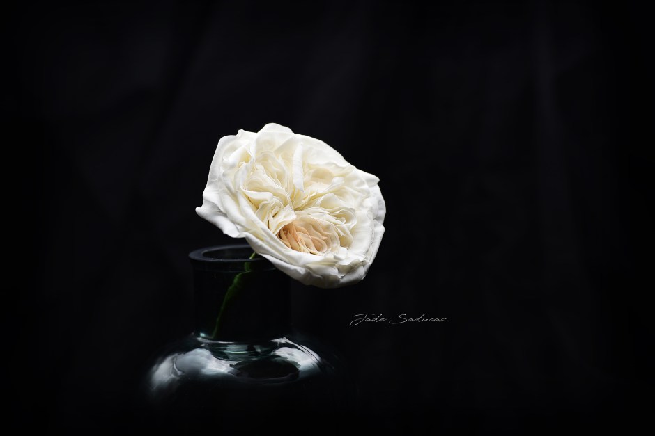 DSC_4954 english rose WMrz