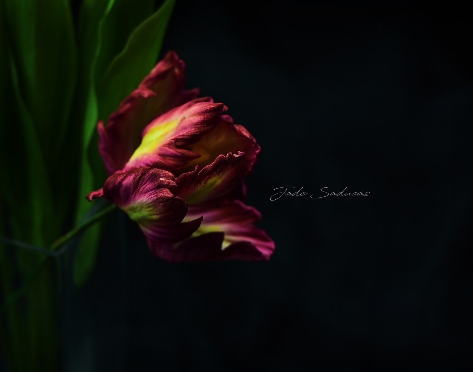 DSC_5024ed TULIP2 IG