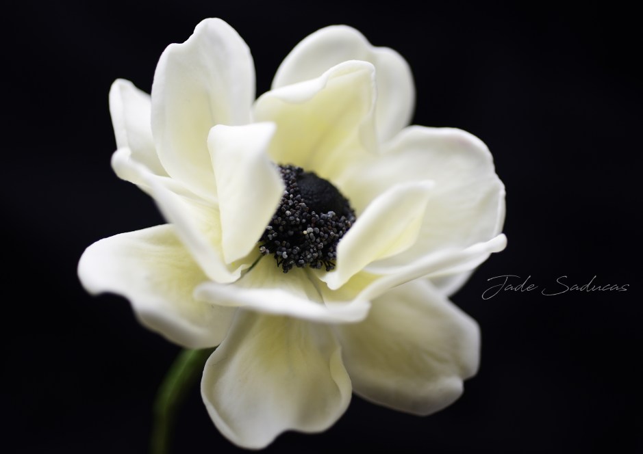 EDIBLE ANEMONE FLOWER