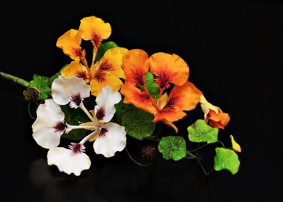 NASTURTIUM FLOWER